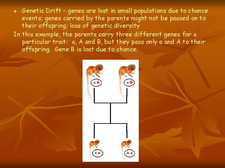 Genetic Drift – genes are lost in small populations due to chance events; genes Genetic Drift – genes are lost in small populations due to chance events; genes