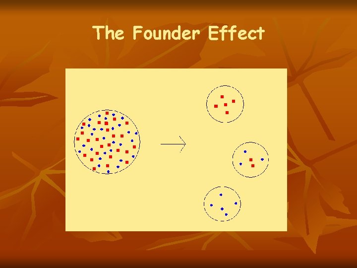 The Founder Effect The Founder Effect