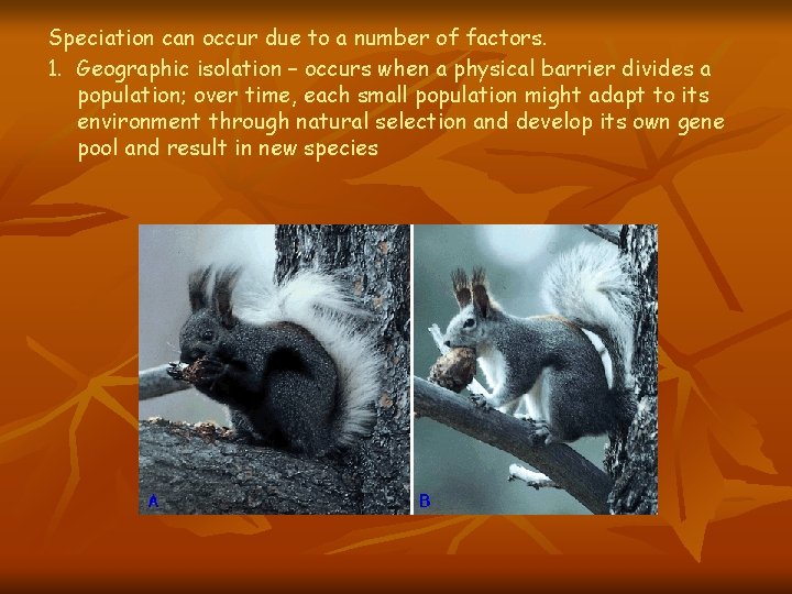 Speciation can occur due to a number of factors. 1. Geographic isolation – occurs Speciation can occur due to a number of factors. 1. Geographic isolation – occurs