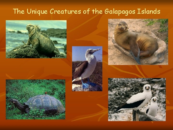 The Unique Creatures of the Galapagos Islands The Unique Creatures of the Galapagos Islands