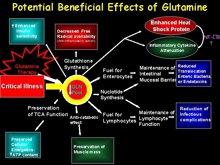 Potential Beneficial Effects of Glutamine Enhanced insulin sensitivity Enhanced Heat Shock Protein Decreased Free