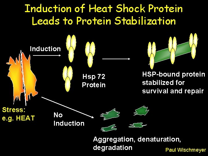 Induction of Heat Shock Protein Leads to Protein Stabilization Induction Hsp 72 Protein Stress: