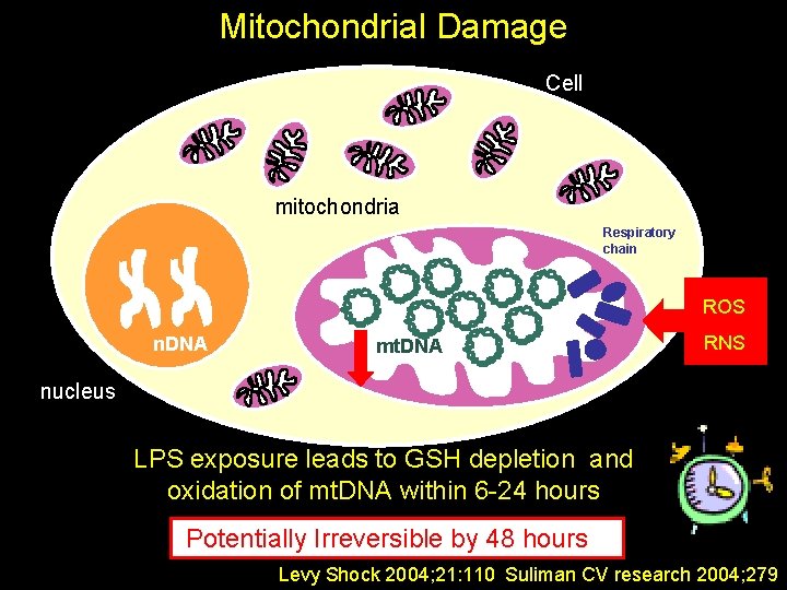 Mitochondrial Damage Cell mitochondria Respiratory chain ROS n. DNA mt. DNA RNS nucleus LPS