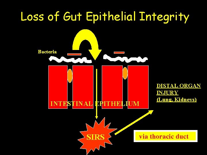 Loss of Gut Epithelial Integrity Bacteria INTESTINAL EPITHELIUM SIRS DISTAL ORGAN INJURY (Lung, Kidneys)