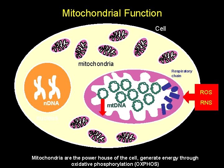 Mitochondrial Function Cell mitochondria Respiratory chain ROS n. DNA mt. DNA nucleus Mitochondria are