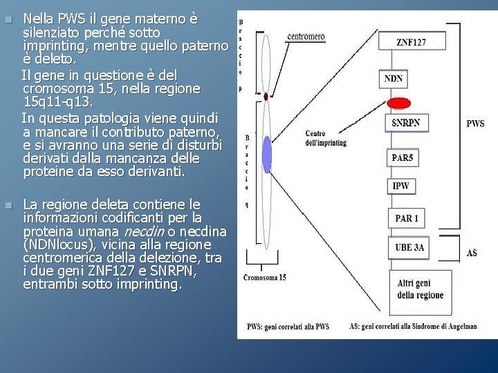 n Nella PWS il gene materno è silenziato perché sotto imprinting, mentre quello paterno n Nella PWS il gene materno è silenziato perché sotto imprinting, mentre quello paterno