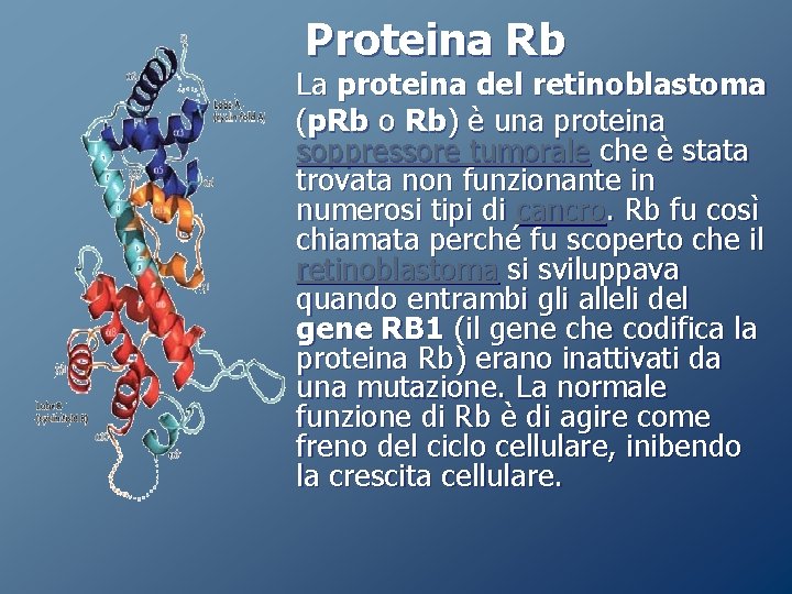 Proteina Rb La proteina del retinoblastoma (p. Rb o Rb) è una proteina soppressore Proteina Rb La proteina del retinoblastoma (p. Rb o Rb) è una proteina soppressore