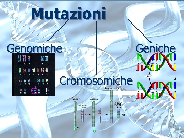 Mutazioni Genomiche Cromosomiche Geniche Mutazioni Genomiche Cromosomiche Geniche