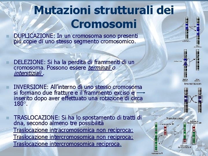 Mutazioni strutturali dei Cromosomi n DUPLICAZIONE: In un cromosoma sono presenti più copie di Mutazioni strutturali dei Cromosomi n DUPLICAZIONE: In un cromosoma sono presenti più copie di