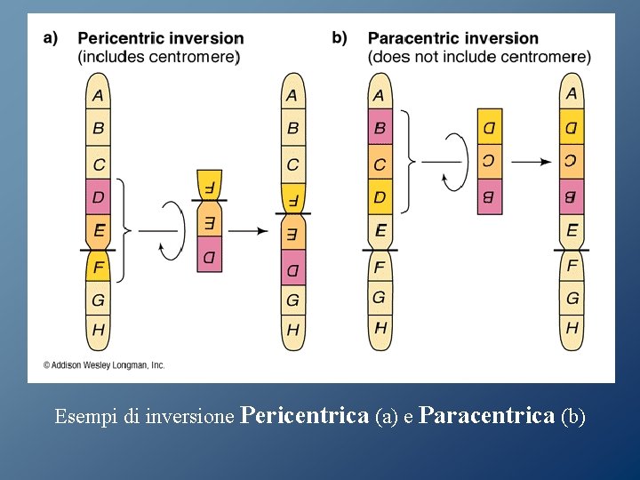 Esempi di inversione Pericentrica (a) e Paracentrica (b) Esempi di inversione Pericentrica (a) e Paracentrica (b)