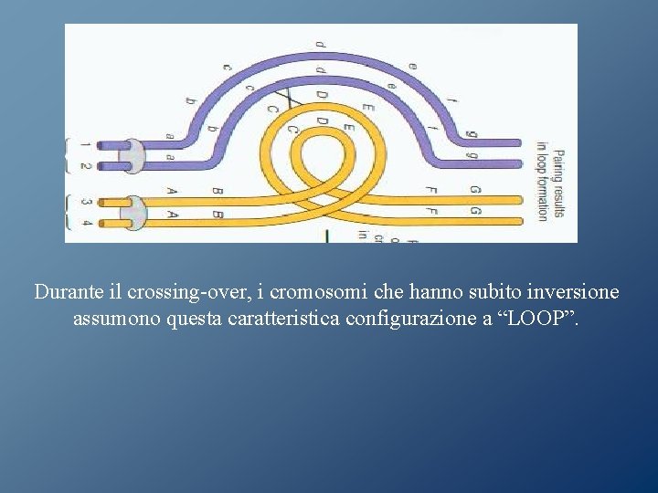 Durante il crossing-over, i cromosomi che hanno subito inversione assumono questa caratteristica configurazione a Durante il crossing-over, i cromosomi che hanno subito inversione assumono questa caratteristica configurazione a