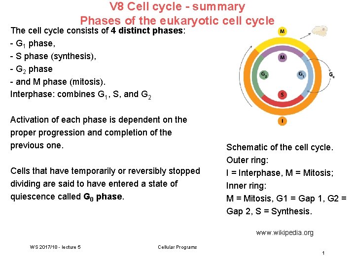V 8 Cell cycle - summary Phases of the eukaryotic cell cycle The cell