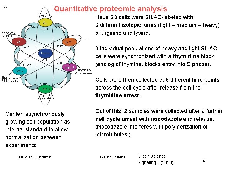 Quantitative proteomic analysis He. La S 3 cells were SILAC-labeled with 3 different isotopic