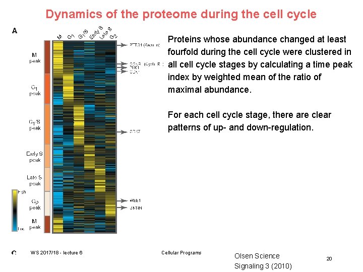 Dynamics of the proteome during the cell cycle Proteins whose abundance changed at least