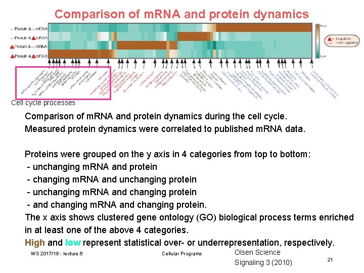 Comparison of m. RNA and protein dynamics Cell cycle processes Comparison of m. RNA