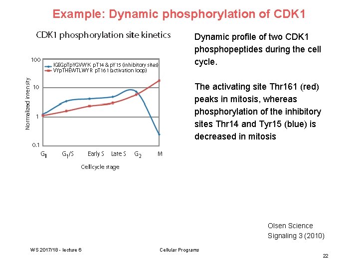 Example: Dynamic phosphorylation of CDK 1 Dynamic profile of two CDK 1 phosphopeptides during