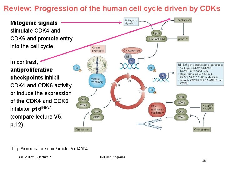 Review: Progression of the human cell cycle driven by CDKs Mitogenic signals stimulate CDK