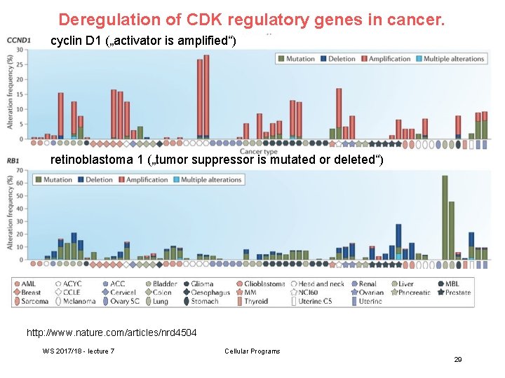 Deregulation of CDK regulatory genes in cancer. cyclin D 1 („activator is amplified“) retinoblastoma