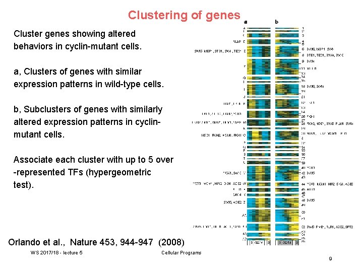 Clustering of genes Cluster genes showing altered behaviors in cyclin-mutant cells. a, Clusters of