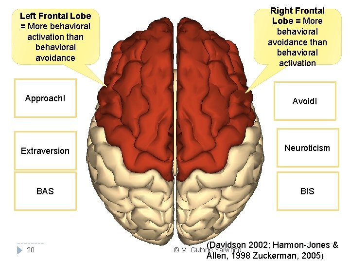 Right Frontal Lobe = More behavioral avoidance than behavioral activation Left Frontal Lobe =
