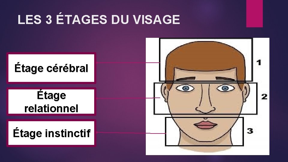 LES 3 ÉTAGES DU VISAGE Étage cérébral Étage relationnel Étage instinctif 