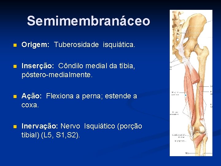 Semimembranáceo n Origem: Tuberosidade isquiática. n Inserção: Côndilo medial da tíbia, póstero-medialmente. n Ação: