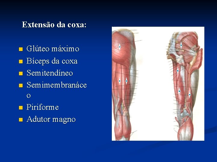 Extensão da coxa: n n n Glúteo máximo Bíceps da coxa Semitendíneo Semimembranáce o