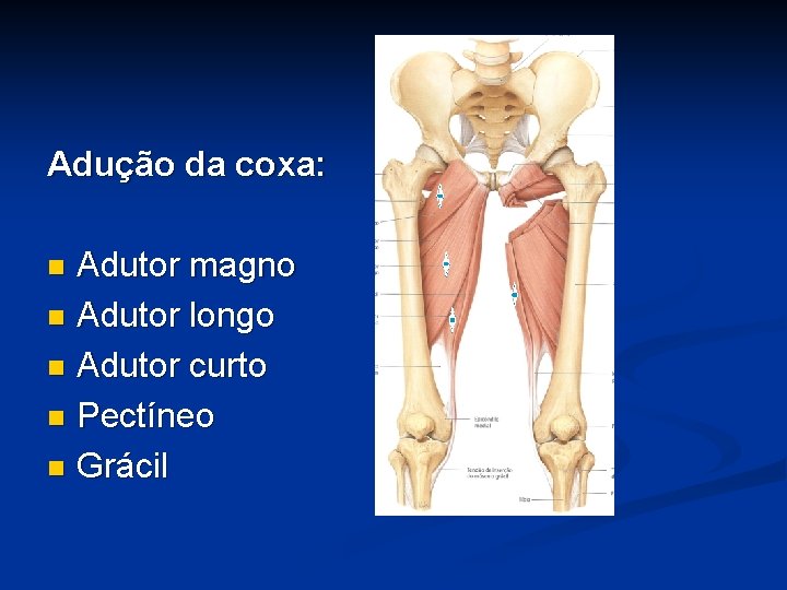 Adução da coxa: Adutor magno n Adutor longo n Adutor curto n Pectíneo n