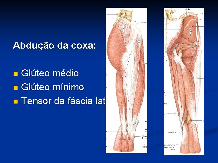 Abdução da coxa: Glúteo médio n Glúteo mínimo n Tensor da fáscia lata n