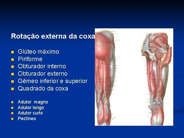 Rotação externa da coxa: n n n n n Glúteo máximo Piriforme Obturador interno