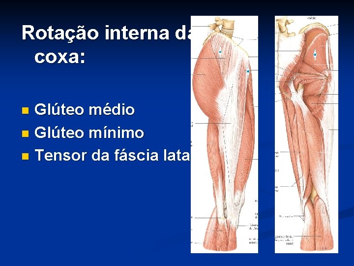 Rotação interna da coxa: Glúteo médio n Glúteo mínimo n Tensor da fáscia lata