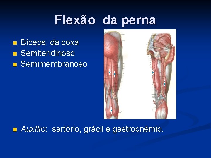 Flexão da perna n Bíceps da coxa Semitendinoso Semimembranoso n Auxílio: sartório, grácil e
