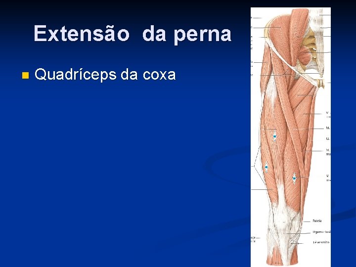 Extensão da perna n Quadríceps da coxa 