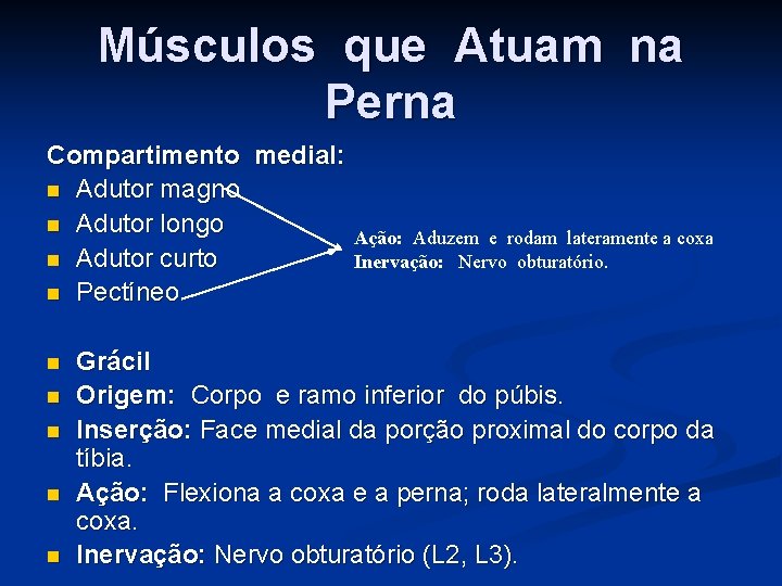 Músculos que Atuam na Perna Compartimento medial: n Adutor magno n Adutor longo n