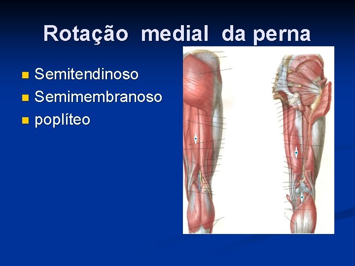 Rotação medial da perna Semitendinoso n Semimembranoso n poplíteo n 