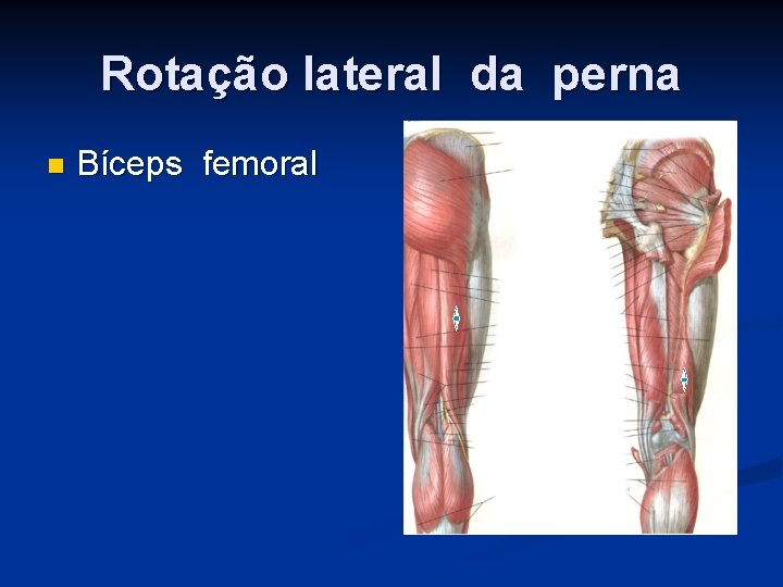 Rotação lateral da perna n Bíceps femoral 