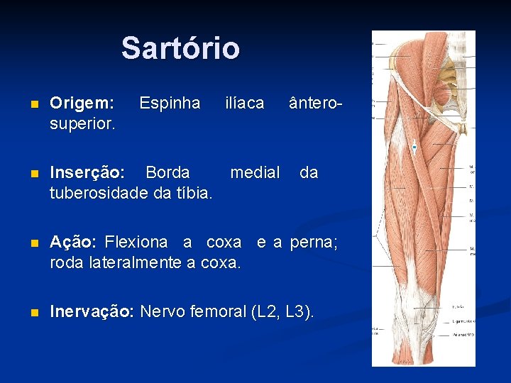 Sartório n Origem: superior. Espinha ilíaca ântero- n Inserção: Borda medial tuberosidade da tíbia.