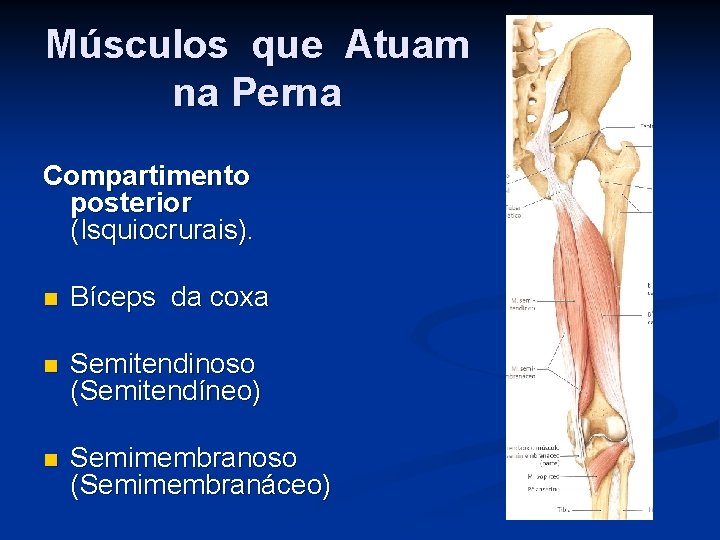 Músculos que Atuam na Perna Compartimento posterior (Isquiocrurais). n Bíceps da coxa n Semitendinoso