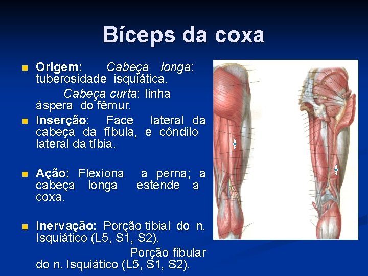 Bíceps da coxa n n Origem: Cabeça longa: tuberosidade isquiática. Cabeça curta: linha áspera