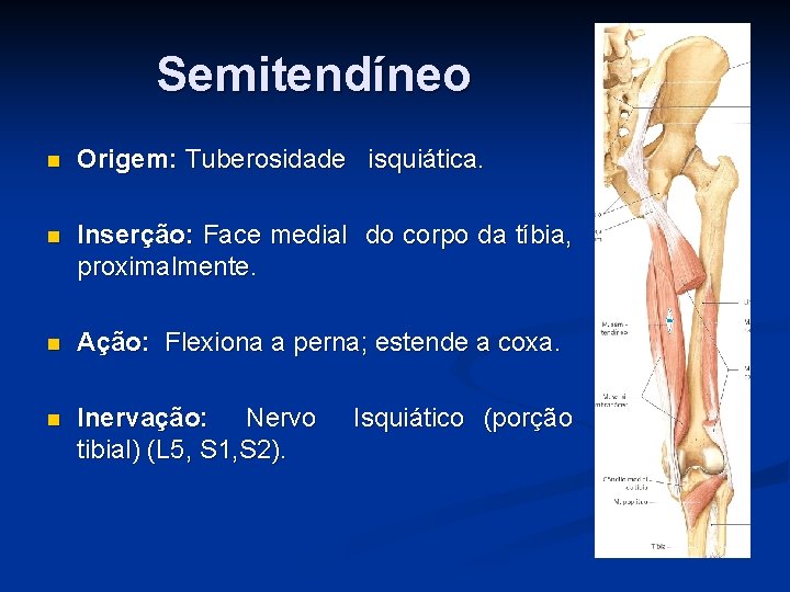 Semitendíneo n Origem: Tuberosidade isquiática. n Inserção: Face medial do corpo da tíbia, proximalmente.