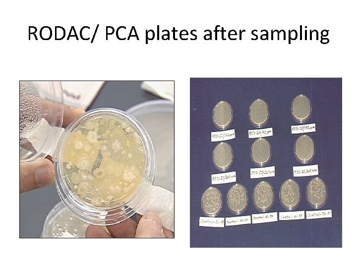 RODAC/ PCA plates after sampling 