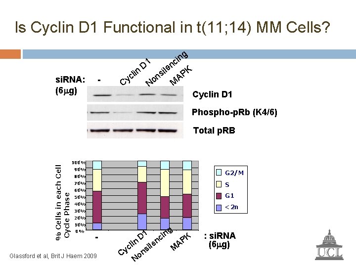 Is Cyclin D 1 Functional in t(11; 14) MM Cells? si. RNA: (6 g)