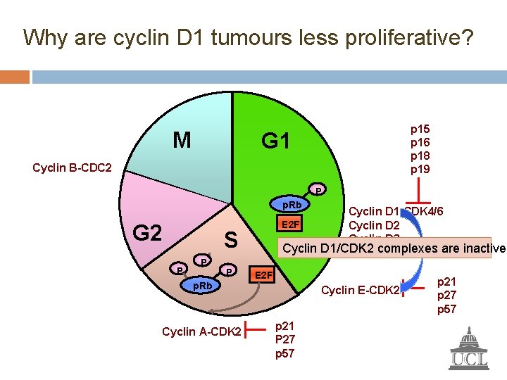 Why are cyclin D 1 tumours less proliferative? M p 15 p 16 p