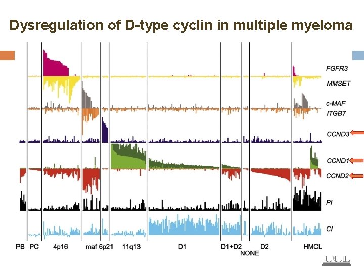 Dysregulation of D-type cyclin in multiple myeloma 