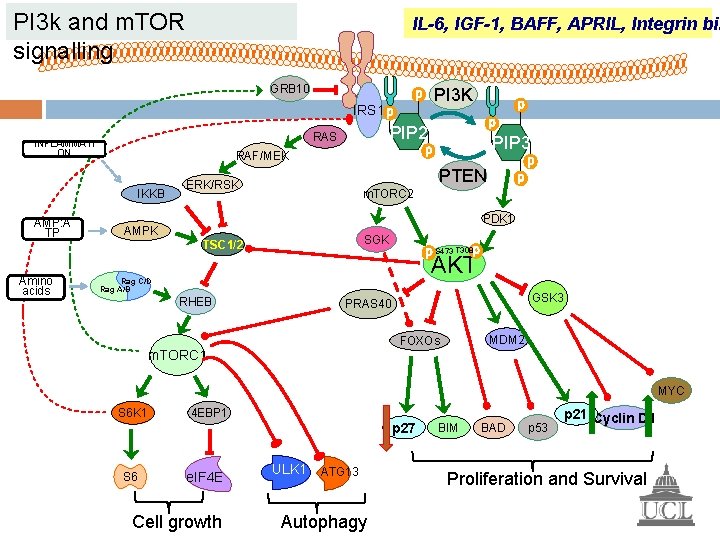 PI 3 k and m. TOR signalling IL-6, IGF-1, BAFF, APRIL, Integrin bin GRB