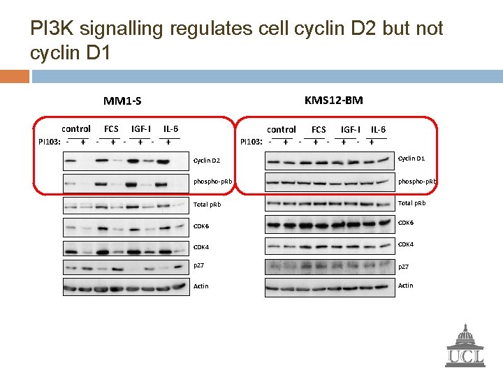 PI 3 K signalling regulates cell cyclin D 2 but not cyclin D 1