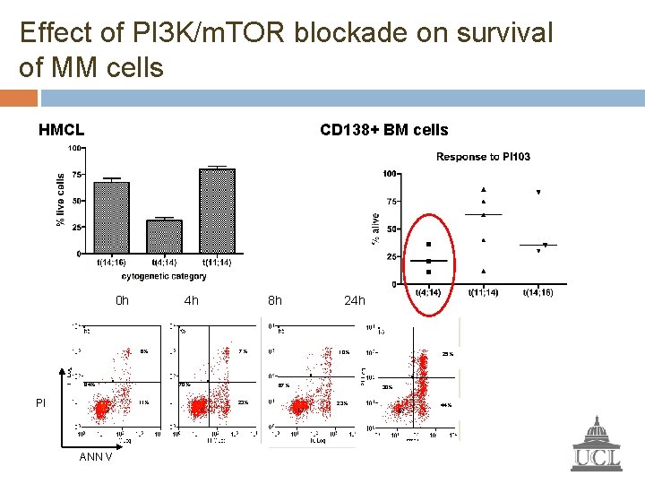 Effect of PI 3 K/m. TOR blockade on survival of MM cells HMCL CD