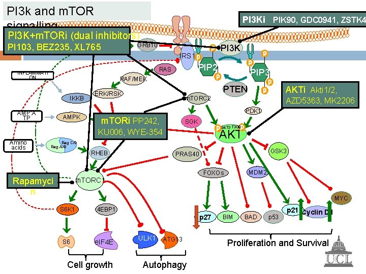 PI 3 k and m. TOR signalling PI 3 Ki PIK 90, GDC 0941,