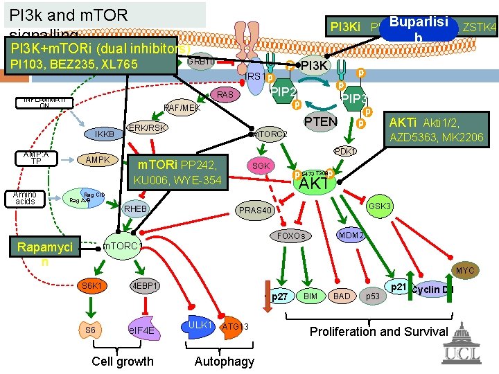 PI 3 k and m. TOR signalling Buparlisi PI 3 Ki PIK 90, GDC