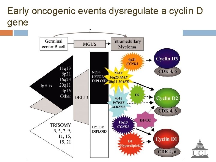 Early oncogenic events dysregulate a cyclin D gene 